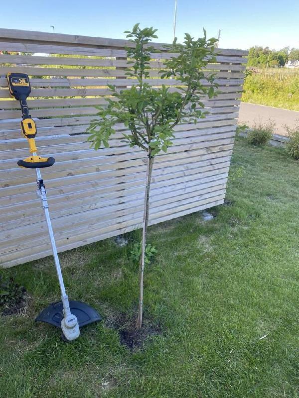 18V XR Gresstrimmer - kun enhet