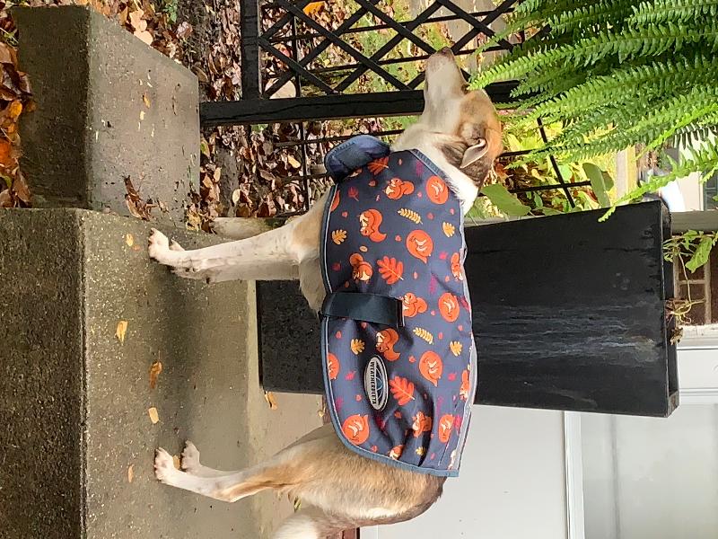 Fits nicely, and waterproof . My dog is cozy on rainy days.
