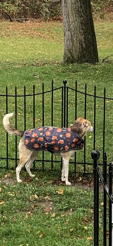 Fits nicely, and waterproof . My dog is cozy on rainy days.