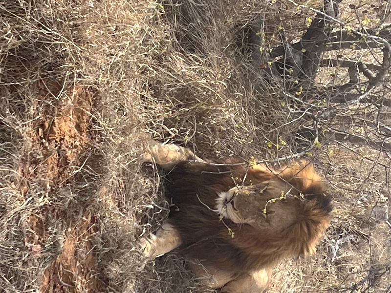 We found all the recommendations for our safari in South Africa were amazin