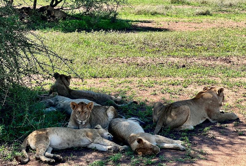 Very good service specially the Leopard tour and the guides