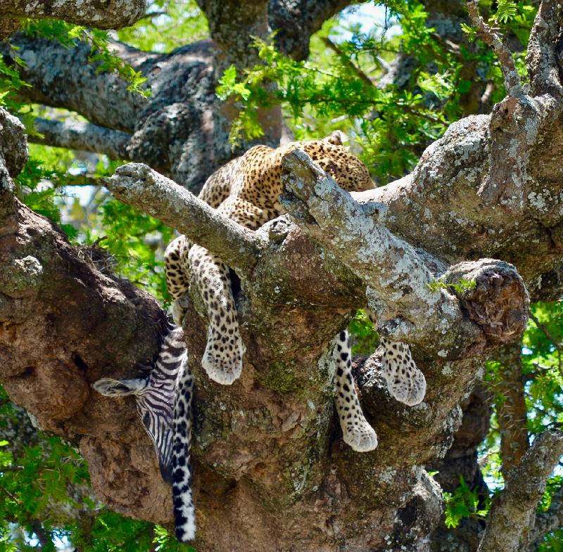 Very good service specially the Leopard tour and the guides