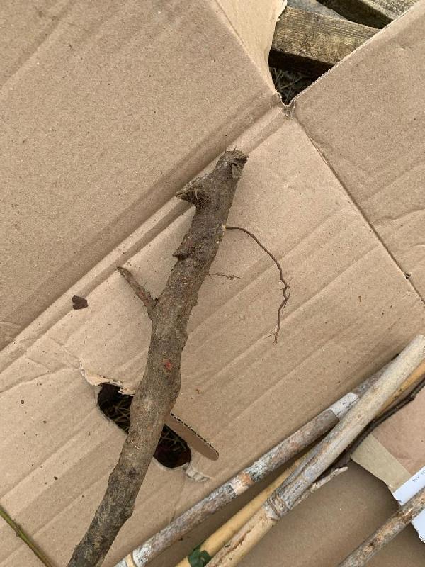 Recent order of Greengade tree has rubbish root system