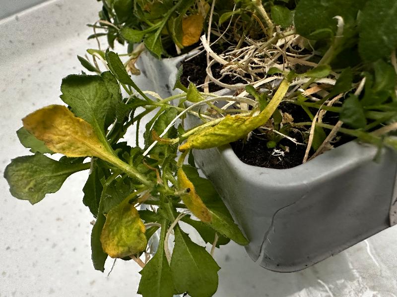Item was well packaged but product was limp and yellowed leaves