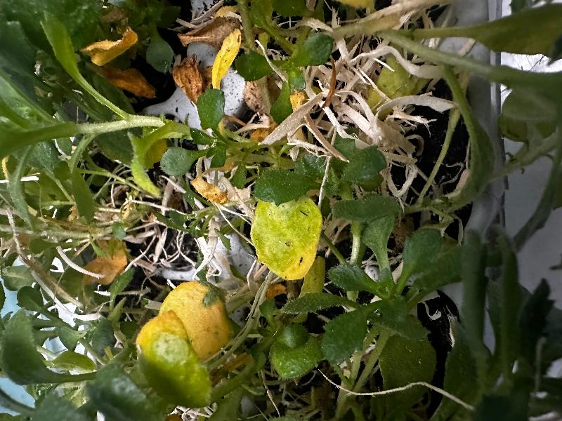 Item was well packaged but product was limp and yellowed leaves