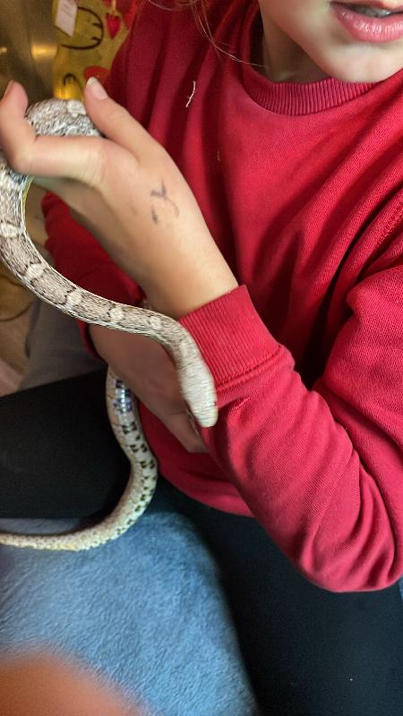 Amazing rates and I feel confident if anything was to happen to my snake