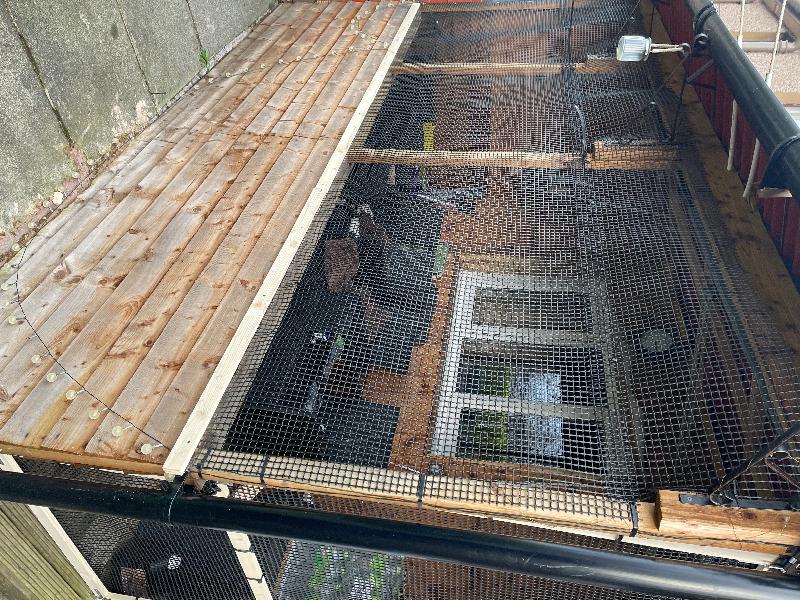 Cats escape