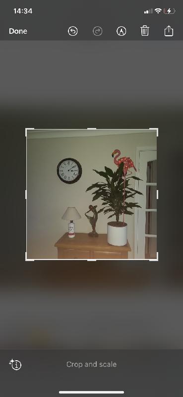 Flamingo-ing Fab