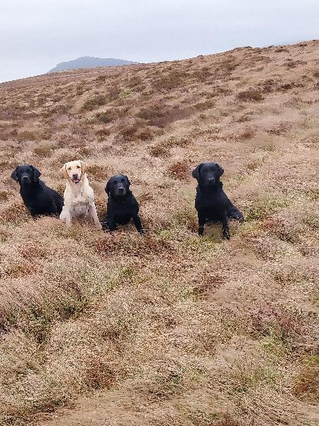 Hard working dogs in perfect condition