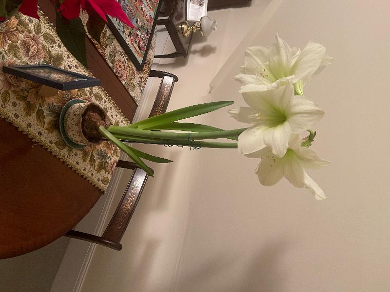 Amaryllis in a Wavy Edged Ceramic Bowl - 'Lemon Star'