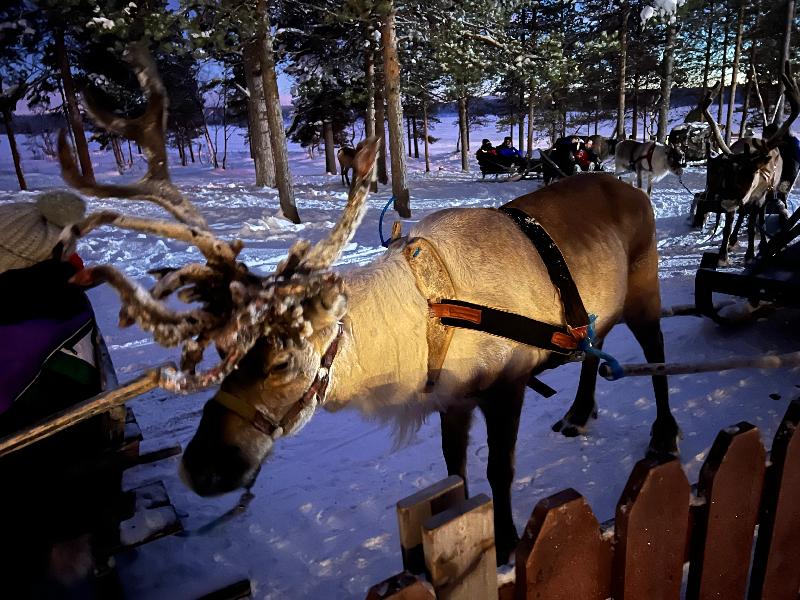 Enchanting Lapland