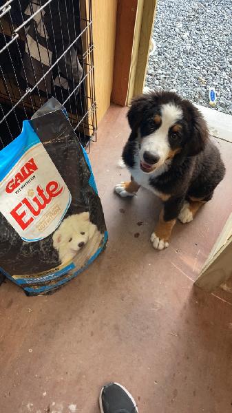 Very quick service and a happy dog