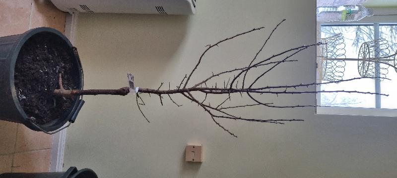 Great transaction, lovely tree
