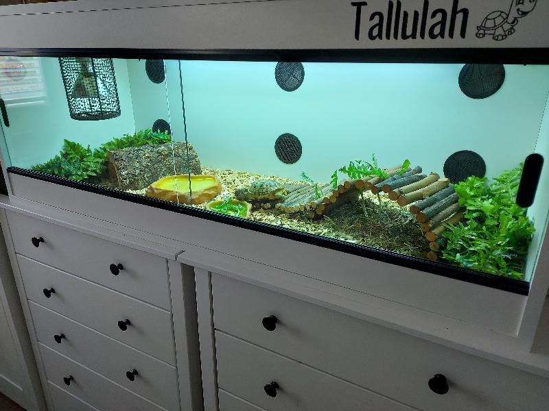 Sturdy good quality log tunnel.