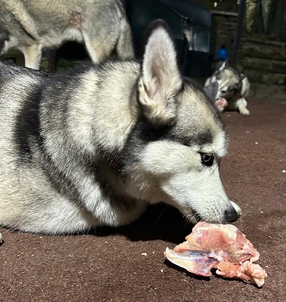 Chicken carcasses are the HusKidz favourite