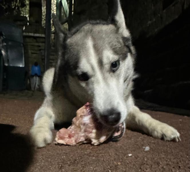 Chicken carcasses are the HusKidz favourite