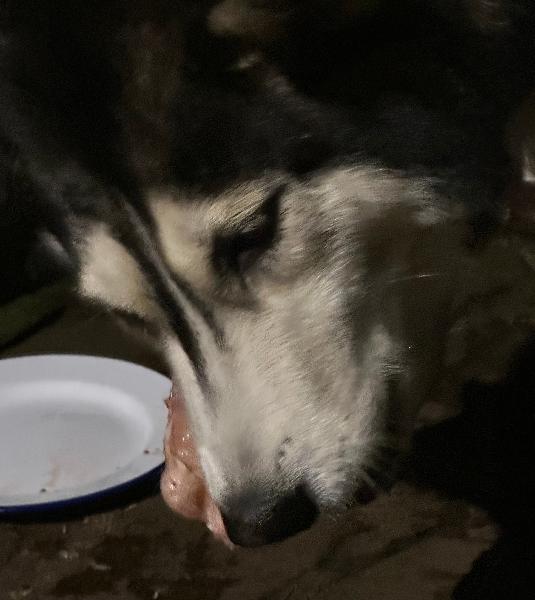 Chicken carcasses are the HusKidz favourite