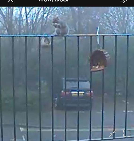 They don’t seems to like the sunflower and corn but the jays eat them anywa