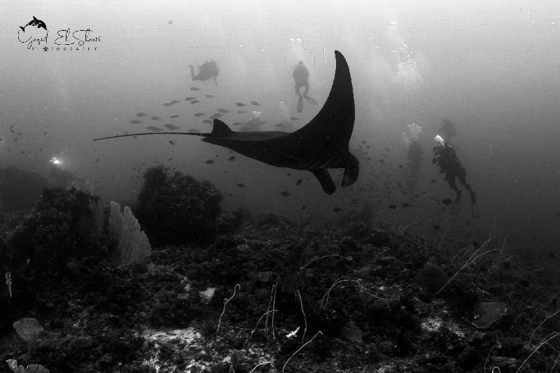 I can't wait to return for another adventure on the Blue Manta