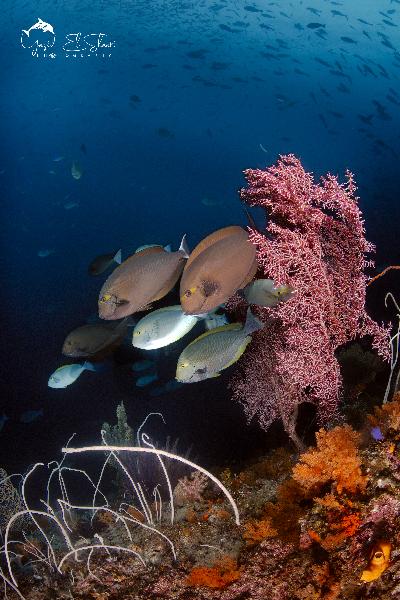 I can't wait to return for another adventure on the Blue Manta