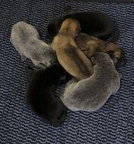The dogs love it