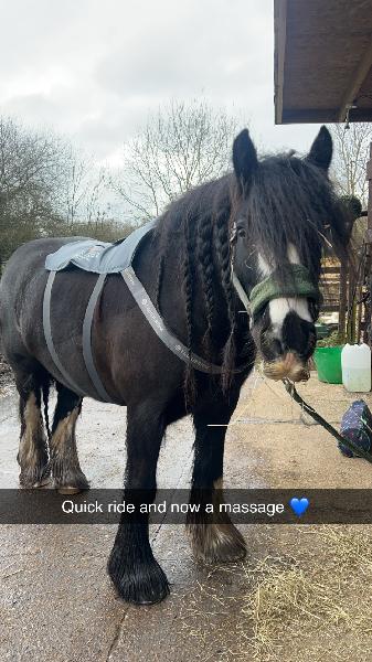 My cob loves it