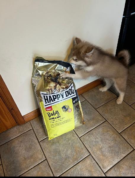Giant puppy food lamb & rice