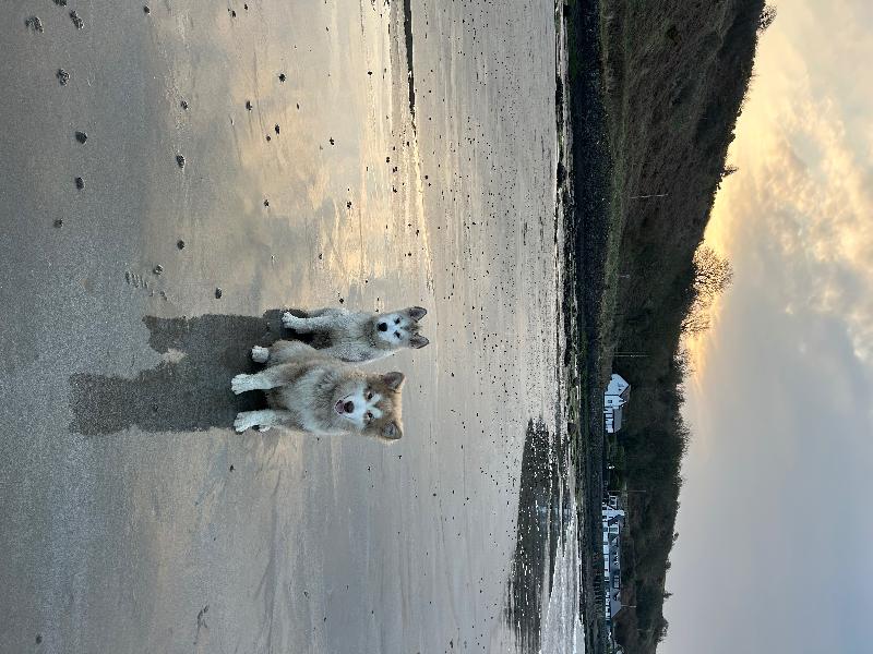 Giant puppy food lamb & rice