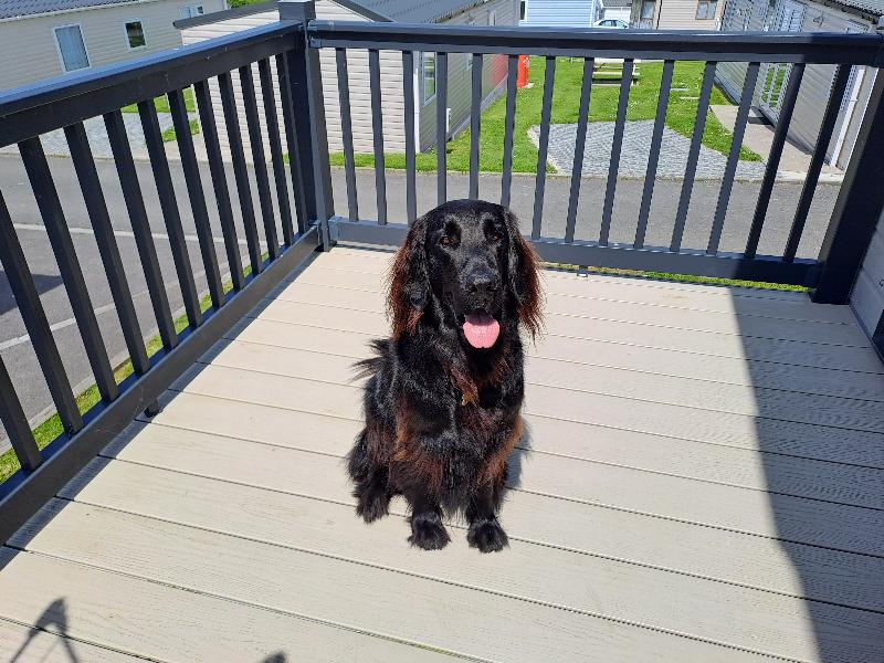 Fantastic dog friendly holiday park.