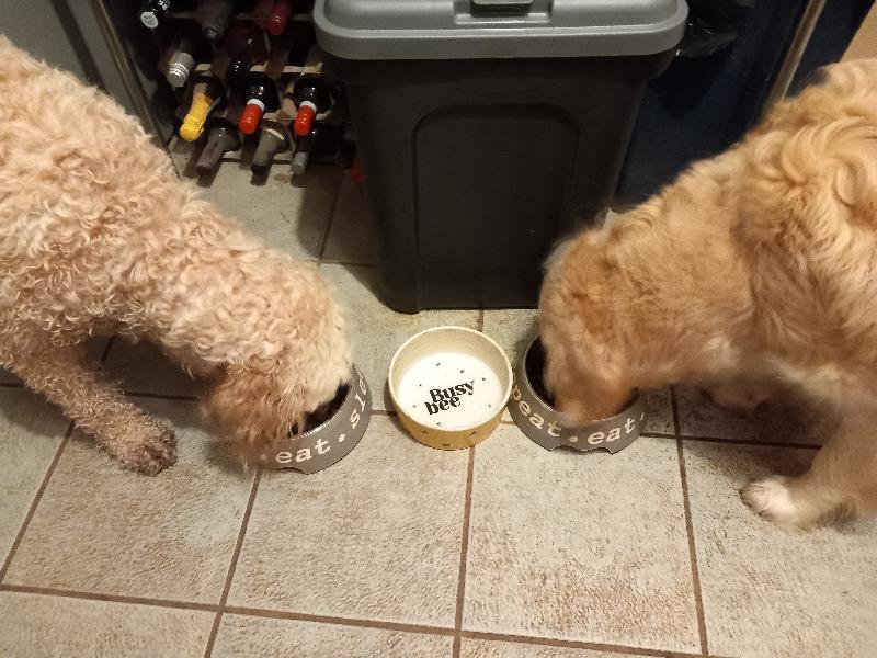 Good food, great service