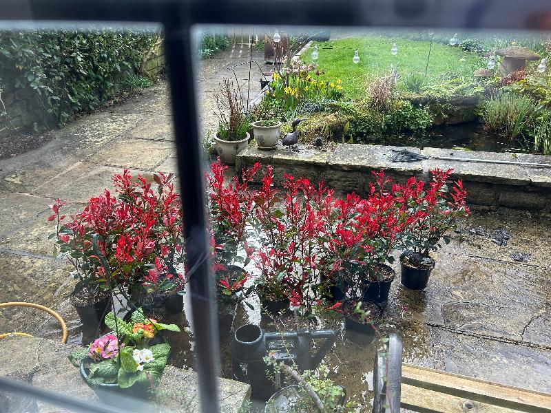 Wonderful super healthy plants