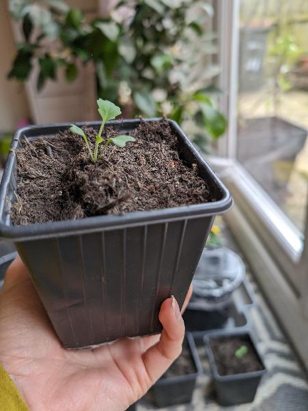 Broccoli Sprouting Summer Purple - Seeds