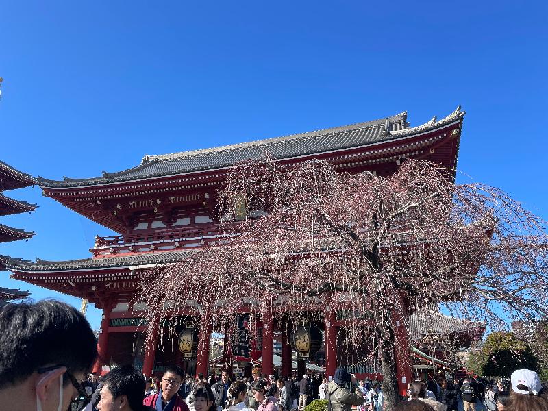 Ver comprehensive Japan Tour for first timers