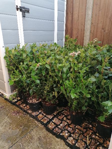 Viburnum Plants were top quality