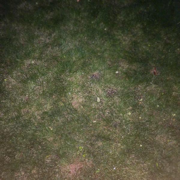 Great grass people