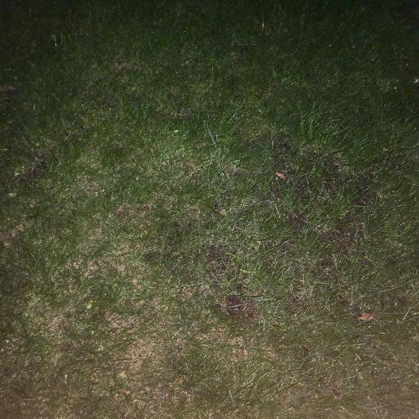 Great grass people