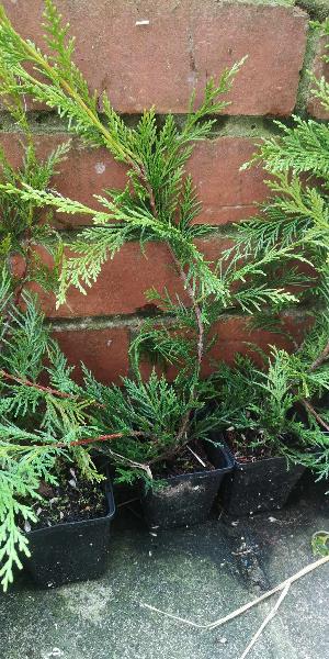 LEYLANDII product delivered with care