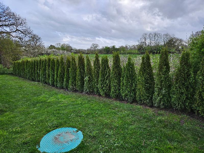 Beautiful Thuja Hedgerow