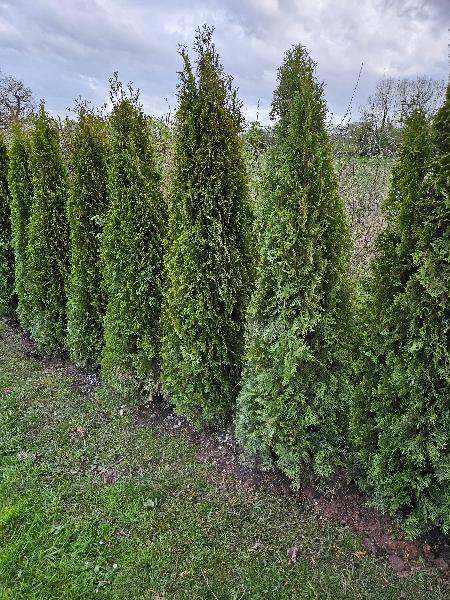 Beautiful Thuja Hedgerow