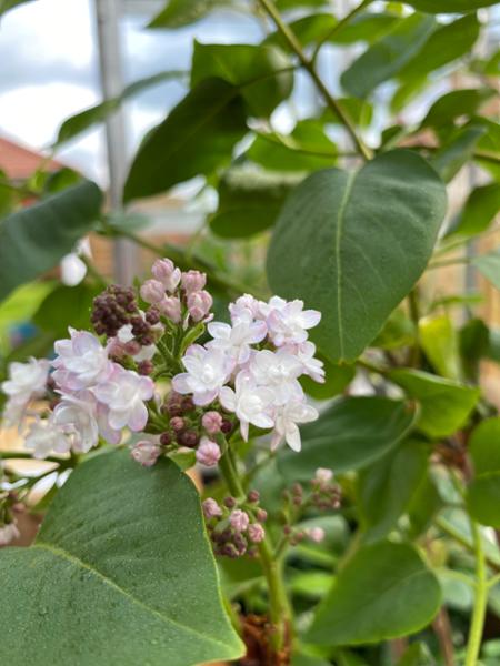 Rhino Greenhouses - Excellent from start to finish!