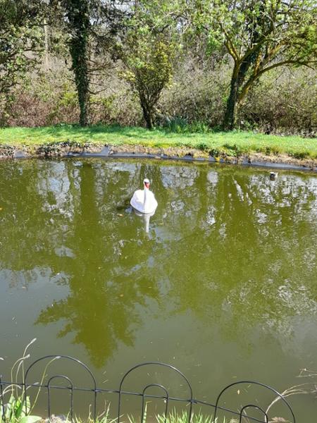 Lovely swans