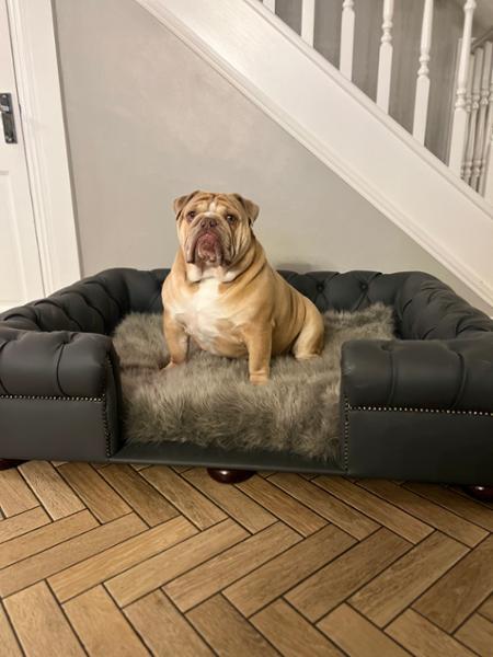 Scott’s Dog Beds
