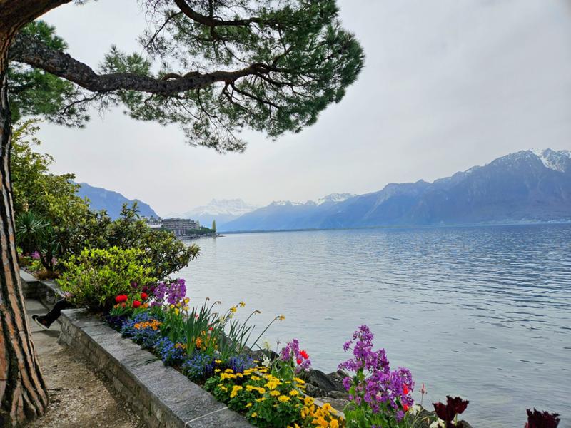 Swiss Bliss