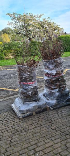 Beech Hedging. Well done Hopes Grove Nurseriesy