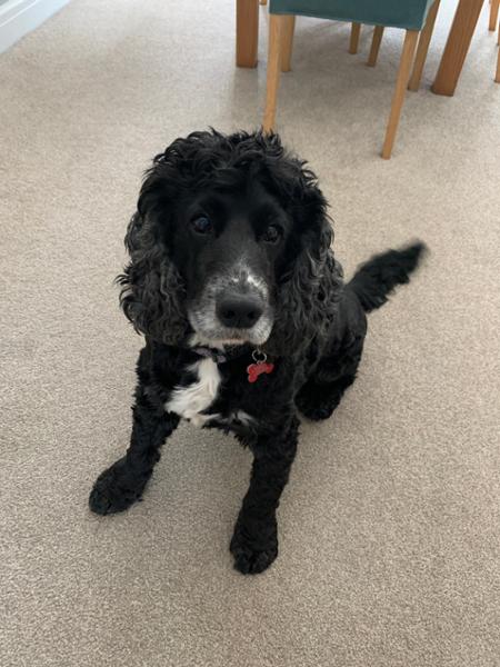 Dog’s favourite