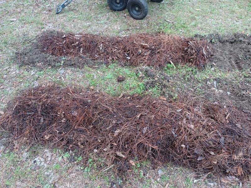 I got NO growth WSE from over 3 lbs of potatoes.
