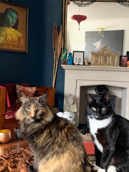 Free-Range Chicken Light / Senior Dry Cat Food