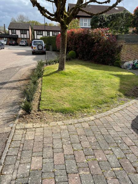 English yew bare root x x32