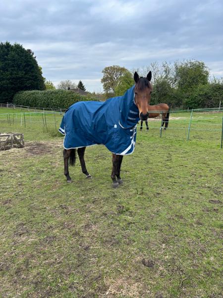 Highlander Original 50 Combo Turnout Rug