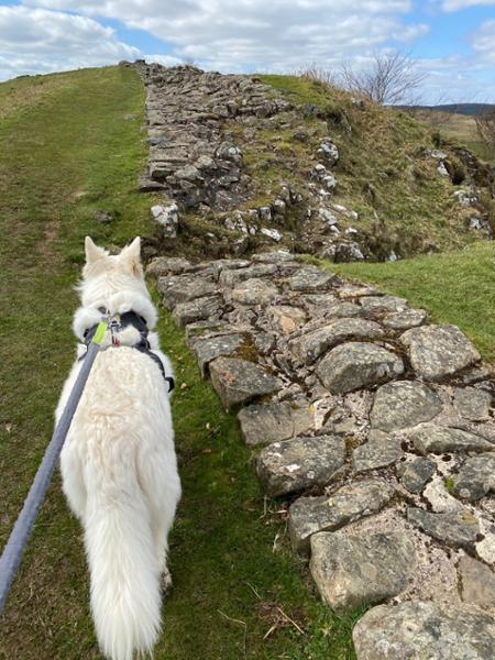 We had a wonderful dog-friendly journey.
